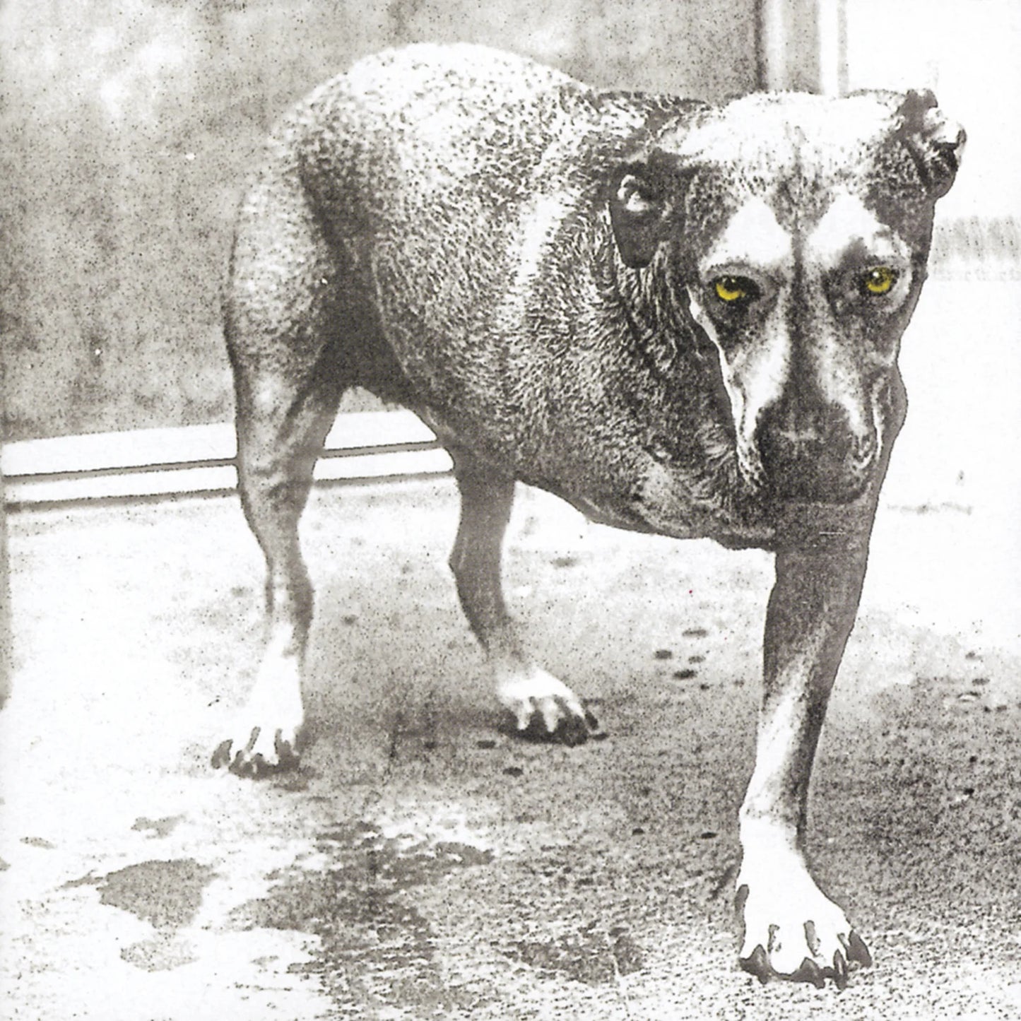 Alice in Chains "S/T" 2xLP