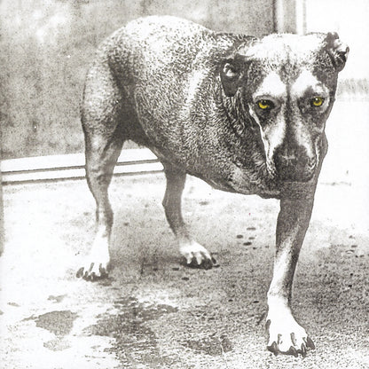 Alice in Chains "S/T" 2xLP