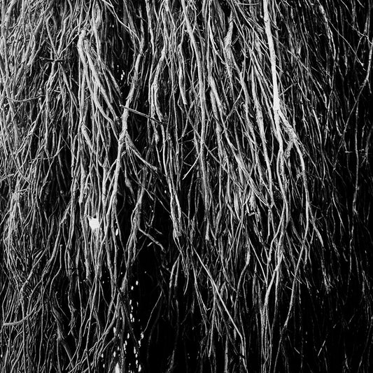 Merzbow, Iggor Cavalera, Eraldo Bernocchi "Nocturnal Rainforest" LP